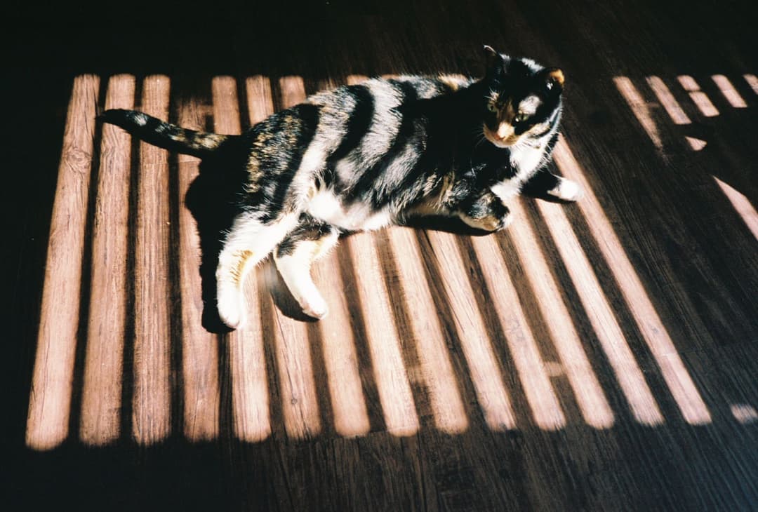 calico laying down
